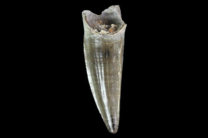 Cretaceous Boreal Crocodile Tooth - North Dakota #88733